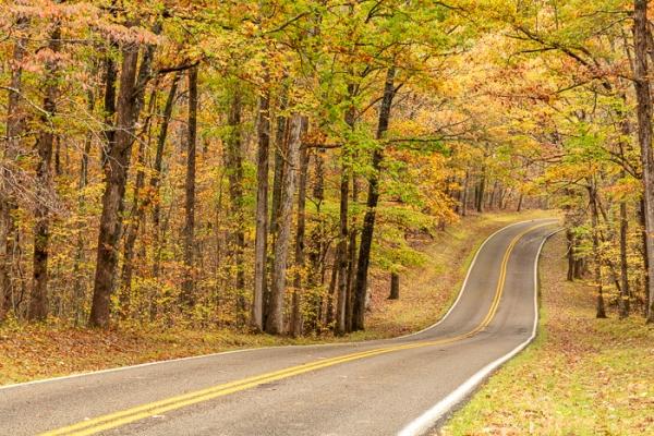 Autumn;Branches;Brown;Calm;Concepts;Cool Colors;Cool Palette;Cool Tones;Fall;Fall Creek Falls State Resort Park;Forest;Forested;Gold;Green;Greens;Healing;Health care;Healthcare;Leaf;Leaves;Nature;Oneness;Pastoral;Path;Roadway;State Park;Sunlight;Sunshine;Tan;Tennessee;Timberland;Tree;United States;Wood;Woodland;Woods;Yellow;bark;color;foliage;landscape;limbs;peaceful;plants;restful;road;serene;soothing;tranquil;tree;tree limbs;tree trunk;trees;trunk